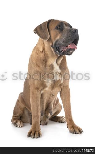 adult italian mastiff in front of white background