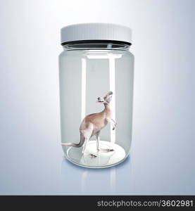 Adult kangaroo standing inside a glass jar