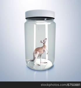 Adult kangaroo standing inside a glass jar