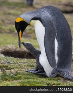 Adult King Penguin with chick at Volunteer Point on the Falkland Islands