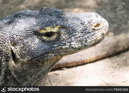 Adult Komodo dragon close up, Rinca, Indonesia