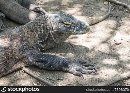 Adult Komodo dragon close up, Rinca, Indonesia