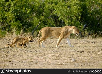 Adult lioness and cub walking in the wild