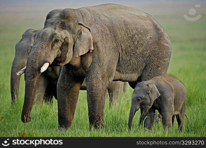 Adult male Asian elephant in comparison to a calf