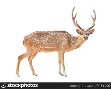 adult male axis deer isolated on white background