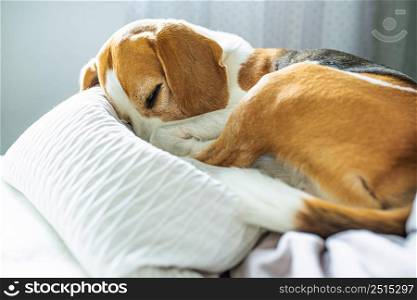 Adult male beagle dog sleeping on his pillow. Shallow depth of field. Canine theme. Adult male beagle dog sleeping on pillows. Shallow depth of field.