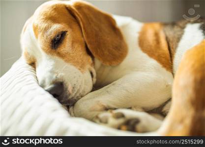 Adult male beagle dog sleeping on his pillow. Shallow depth of field. Canine theme. Adult male beagle dog sleeping on pillows. Shallow depth of field.