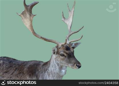 adult male fallow deer head with branched horns. adult male fallow deer head with branched horns-