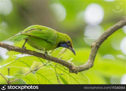 Adult male Golden-fronted Leafbird (Chloropsis aurifrons) perching on a branch with green blurred background.