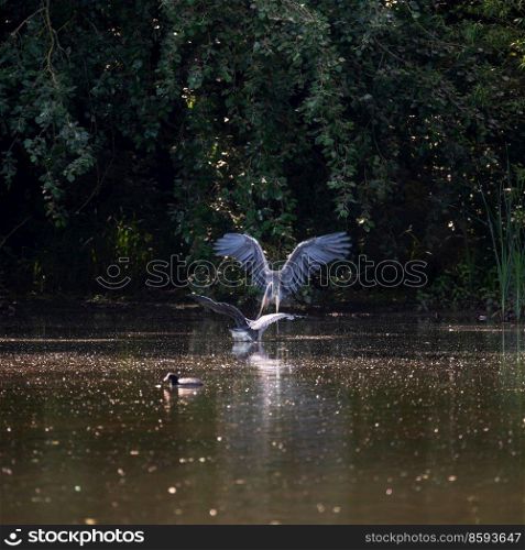 Adult male Grey Herons Ardea Cinerea fighting at lakeside during Spring morning