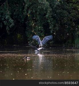 Adult male Grey Herons Ardea Cinerea fighting at lakeside during Spring morning