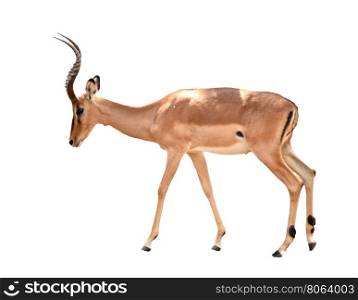 adult male impala isolated on white background