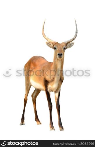 adult male red lechwe isolated on white background