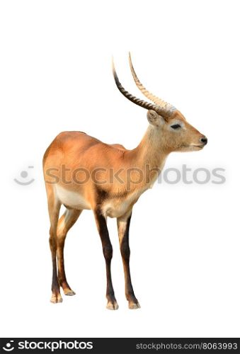 adult male red lechwe isolated on white background