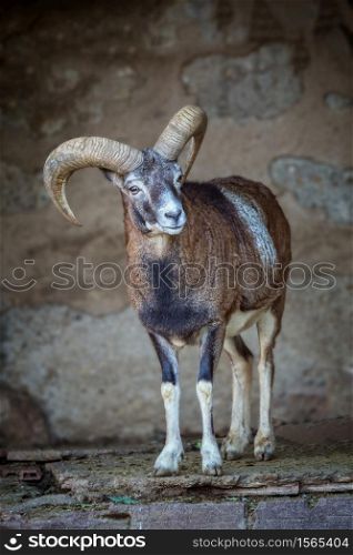 Adult mouflon aries in the zoo of Barcelona in Spain