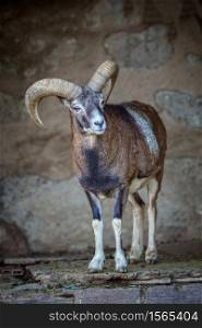 Adult mouflon aries in the zoo of Barcelona in Spain