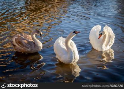 Adult Mute Swans with Cygnet on the River Great Ouse at Ely