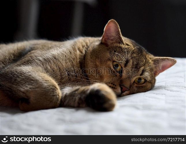 adult purebred short-haired cat Scottish Straight sleeps on a gray bedspread, close up
