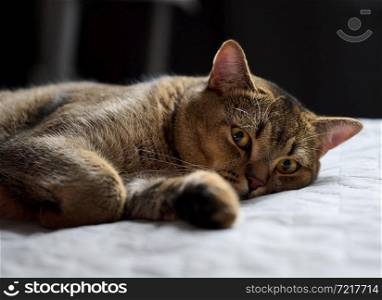 adult purebred short-haired cat Scottish Straight sleeps on a gray bedspread, close up