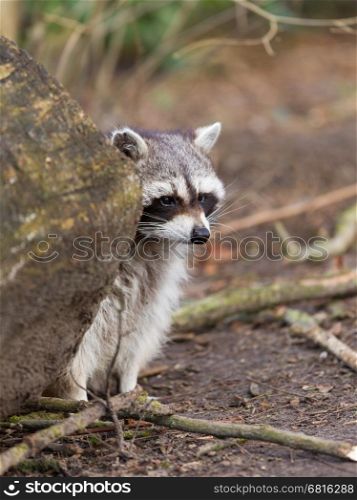 Adult raccoon at his nest, Leeuwarden, Holland