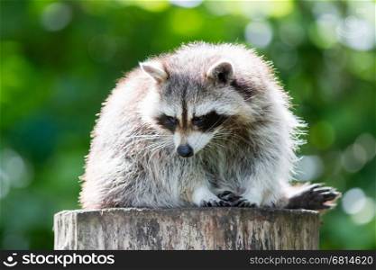 Adult racoon on a tree looking down