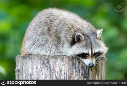 Adult racoon on a tree looking down