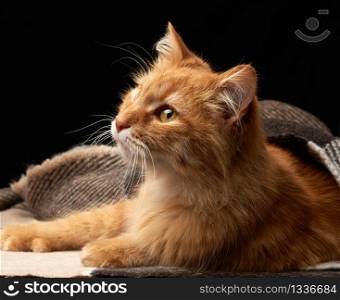 adult red cat lies on a woolen blanket, dark background, animal looks away