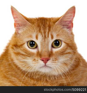 Adult red cat with overweigh isolated on a white background