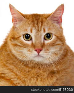 Adult red cat with overweigh isolated on a white background