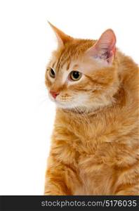 Adult red cat with overweigh isolated on a white background