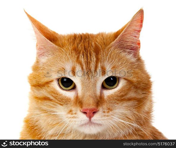 Adult red cat with overweigh isolated on a white background
