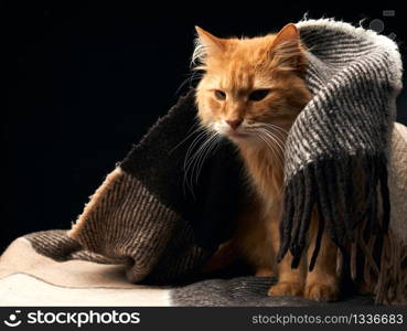 adult red cat with white mustache sits on a woolen blanket, dark background, animal looks away