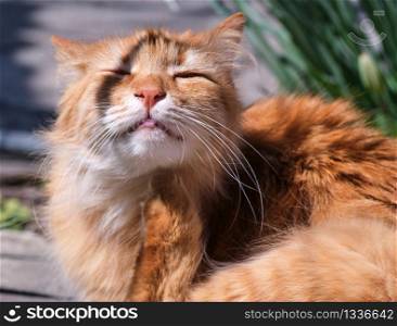 adult red fluffy cat sits on the street, spring day