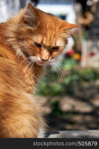 adult red fluffy cat sits sideways on the street, day