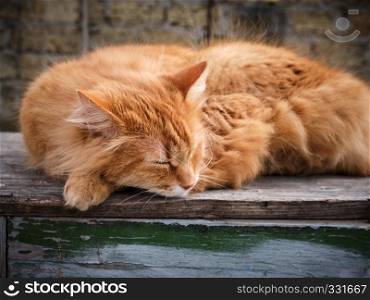 adult red fluffy cat sleeps curled up in the street, close up