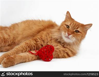 adult red-haired domestic cat lies on a white background and holds a red heart in its paws, a cute face looks forward