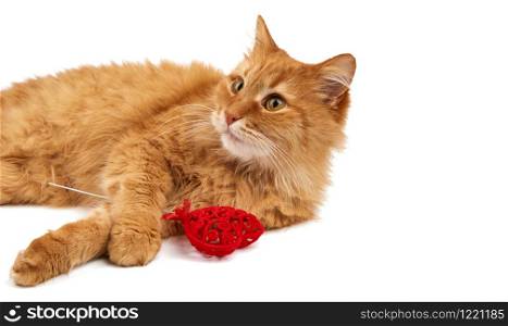 adult red-haired domestic cat lies on a white background and holds a red heart in its paws, cute face looks forward, valentine&rsquo;s day greeting card
