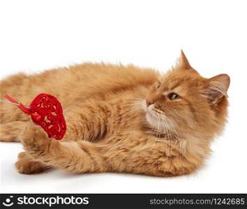 adult red-haired domestic cat lies on a white background and holds a red heart in its paws, cute face