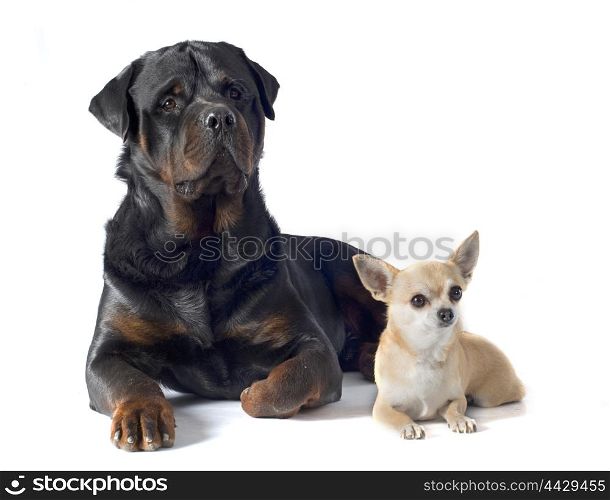 adult rottweiler and chihuahua in front of white background