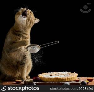 adult scottish straight cat holds a sieve with powdered sugar and sprinkles a plum pie on a brown rustic table. Funny animal cook