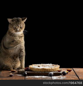adult Scottish straight cat sits on a wooden table near a baked pie. Animal smeared with flour, black background