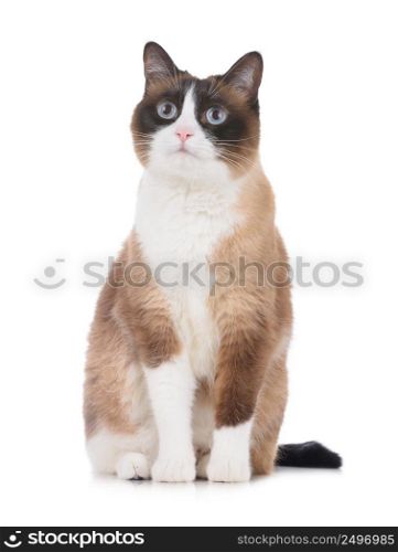 Adult snowshoe thai cat sitting on white background and looking to the camera isolated