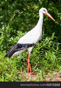 Adult stork in its natural habitat (Holland)