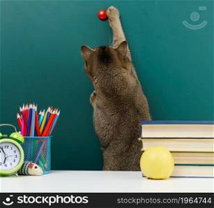 adult straight-eared Scottish gray cat stretches his paw to the top against the background of a school blank green board. Back to school