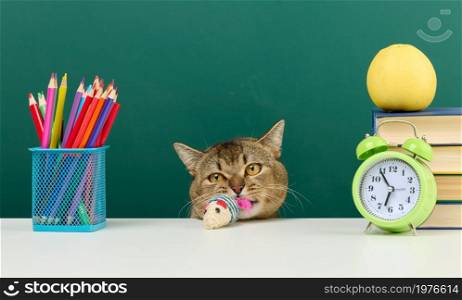 adult straight Scottish gray cat sits on the background of a green school board. Back to school