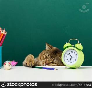 adult straight Scottish gray cat sits on the background of a green school board. Back to school