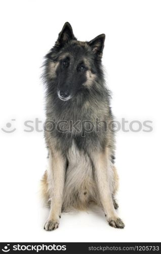 adult tervueren in front of white background