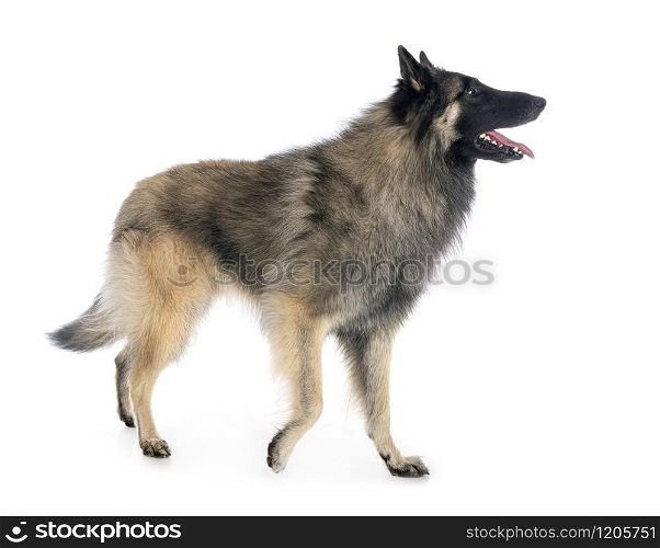 adult tervueren in front of white background