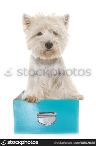 adult west highland white terrier in studio