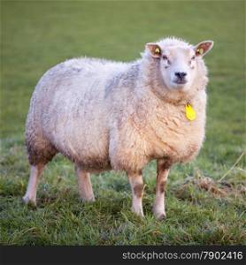 adult woolly sheep stands in green meadow and looks